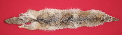 Picture of this lot Raw Fur - Coyote