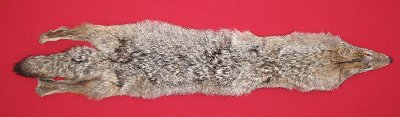 Picture of this lot Raw Fur - Coyote