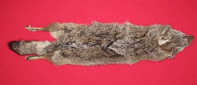 Picture of this lot Raw Fur - Coyote