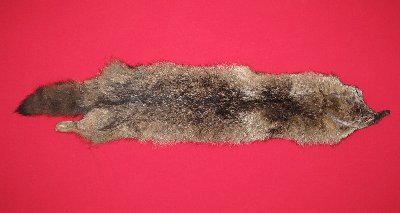Picture of this lot Raw Fur - Coyote