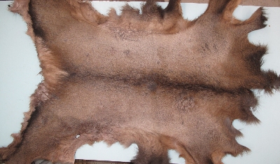 Picture of this lot Raw Fur - Elk