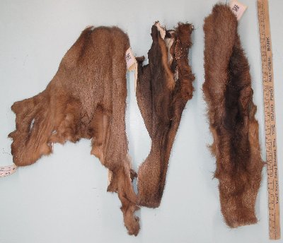 Picture of this lot Raw Fur - Elk