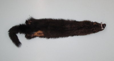 Picture of this lot Raw Fur - Fisher