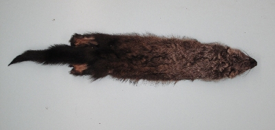 Picture of this lot Raw Fur - Fisher