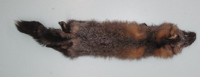 Picture of this lot Raw Fur - Cross Fox