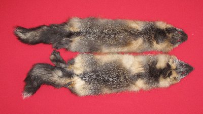 Picture of this lot Raw Fur - Cross Fox