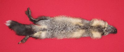 Picture of this lot Raw Fur - Cross Fox