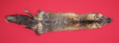 Picture of this lot Raw Fur - Cross Fox
