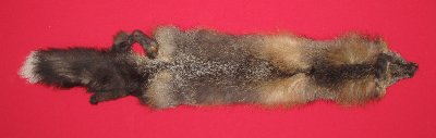Picture of this lot Raw Fur - Cross Fox