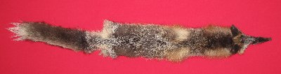 Picture of this lot Raw Fur - Cross Fox