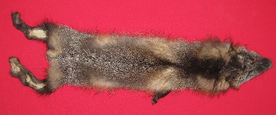 Picture of this lot Raw Fur - Cross Fox