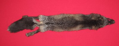 Picture of this lot Raw Fur - Cross Fox