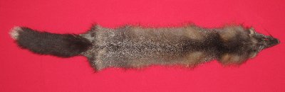 Picture of this lot Raw Fur - Cross Fox