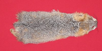 Picture of this lot Raw Fur - Grey Fox