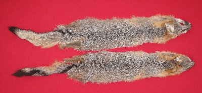 Picture of this lot Raw Fur - Grey Fox