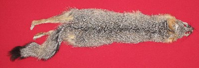 Picture of this lot Raw Fur - Grey Fox