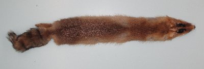 Picture of this lot Raw Fur - Red Fox