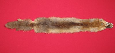 Picture of this lot Raw Fur - Red Fox