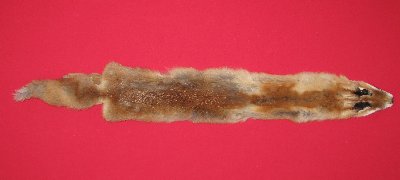 Picture of this lot Raw Fur - Red Fox