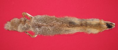 Picture of this lot Raw Fur - Red Fox