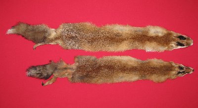 Picture of this lot Raw Fur - Red Fox