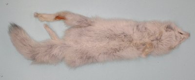 Picture of this lot Raw Fur - White Fox