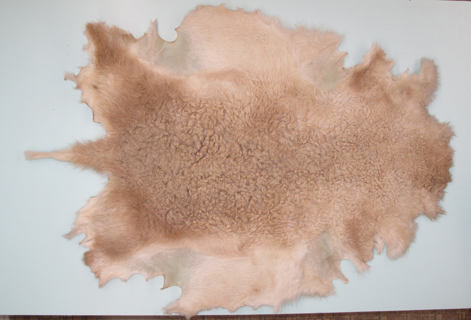 Raw Fur DOMESTIC SHEEP (38100013)