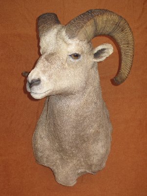 Picture of this lot Taxidermy - Mounted Heads