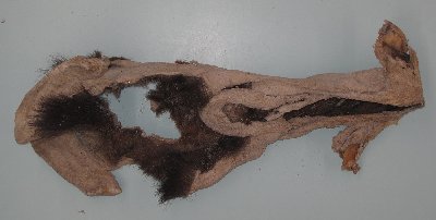 Picture of this lot Taxidermy - Moose Ears