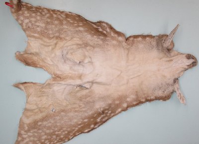 Picture of this lot Taxidermy - Miscellaneous
