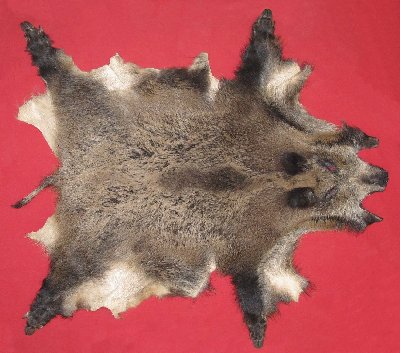 Picture of this lot Taxidermy - Miscellaneous