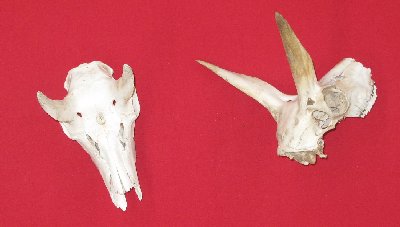 Picture of this lot Skulls - Antelope