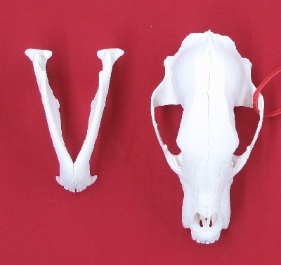 Picture of this lot Black Bear Skulls