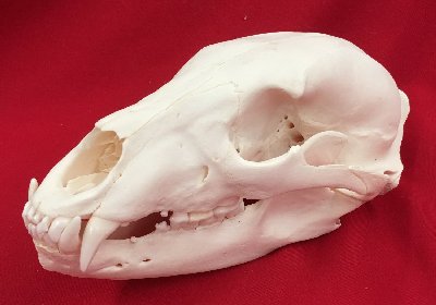 Picture of this lot Black Bear Skulls
