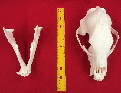 Picture of this lot Black Bear Skulls