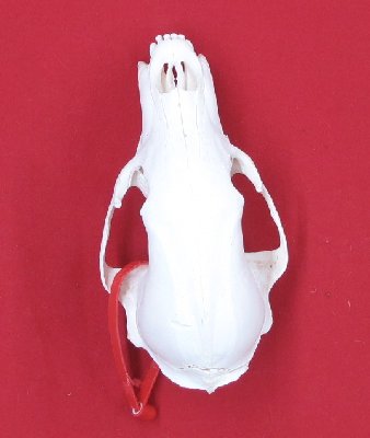 Picture of this lot Black Bear Skulls