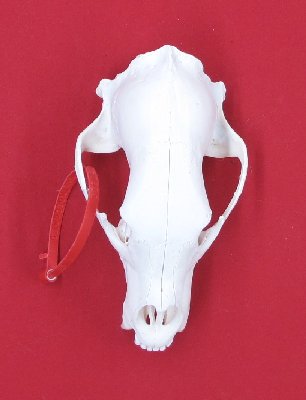 Picture of this lot Black Bear Skulls