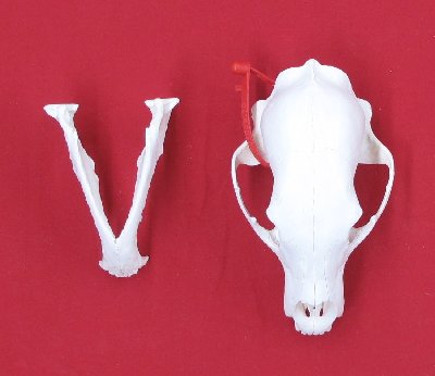 Picture of this lot Black Bear Skulls