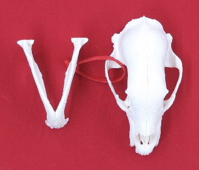 Picture of this lot Black Bear Skulls