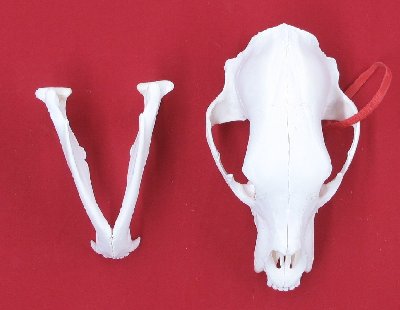 Picture of this lot Black Bear Skulls