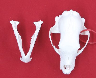 Picture of this lot Black Bear Skulls