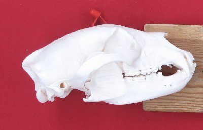Picture of this lot Black Bear Skulls