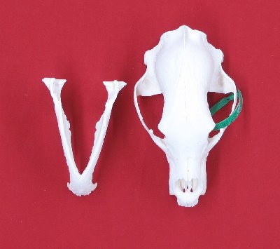 Picture of this lot Black Bear Skulls