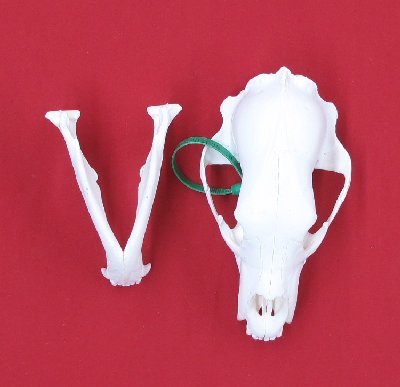 Picture of this lot Black Bear Skulls