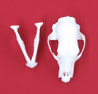 Picture of this lot Black Bear Skulls