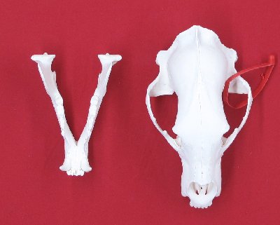 Picture of this lot Black Bear Skulls