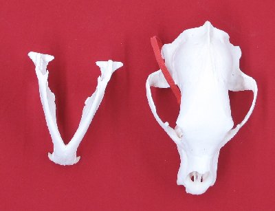 Picture of this lot Black Bear Skulls