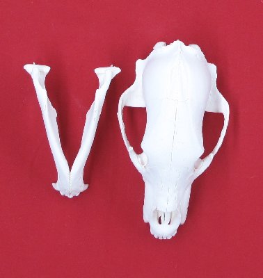 Picture of this lot Black Bear Skulls