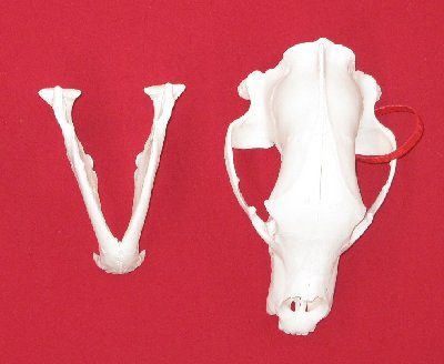 Picture of this lot Black Bear Skulls