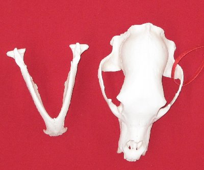 Picture of this lot Black Bear Skulls